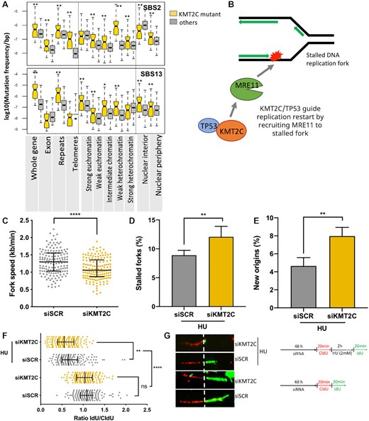 KMT2C deficiency is associated with defects in replication. (A) Mutational burden of SBS2 and SBS13 mutational signatures in different genomic, epigenomic, and nuclear localization contexts in KMT2C mutant (yellow) and other (grey) samples in the breast cancer cohort (BRCA-EU). Similar results for other cohorts are shown in Supplementary Figure S2B. P-value was calculated by Mann–Whitney U‐test, *P-value < 0.05, **P-value < 0.01. (B) Schematic representation showing the paradigm that KMT2C/TP53 guide replication restart by recruiting MRE11 to stalled DNA replication fork. (C-G) DNA fiber assay on control (siSCR) and KMT2C knockdown (siKMT2C) HEK293T cells showing fork speed with line and bars representing the median and interquartile range (C), % of stalled forks with error bars representing SEM (D), % of newly initiated origins with error bars representing SEM (E), ratio of IdU/CldU with line and bars representing the median and interquartile range (F) and representative images of DNA fibers with a schematic representation of the DNA fiber assay conditions (G). Experiments performed with or without hydroxyurea (HU) treatment are indicated in the schematic. P-value was calculated using Mann–Whitney U‐test wherein *P-value < 0.05, **P-value < 0.01, ***P-value < 0.001, ****P-value < 0.0001.