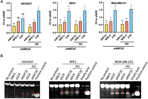 Replication stress due to KMT2C deficiency promotes APOBEC expression and deaminase activity (A) Fold change (FC) in expression of indicated genes in HEK293T, RPE1 and MDA-MB-231 cells in response to KMT2C loss (siKMT2C) and/or HU treatment as compared to control cells (siSCR) with error bars representing SEM. Asterisks indicate statistical significance. P-value was calculated using t-test wherein *P-value < 0.05, **P-value < 0.01. (B) Protein lysates were assessed in deaminase assay. Test probe without protein lysate and lysate from SkBr3 cell line were used as negative controls. Probe containing uracil rather than cytosine and not incubated protein lysate, showing the mobility of the cleaved product was used as positive control (last lane). Red arrows indicate cleaved probe.