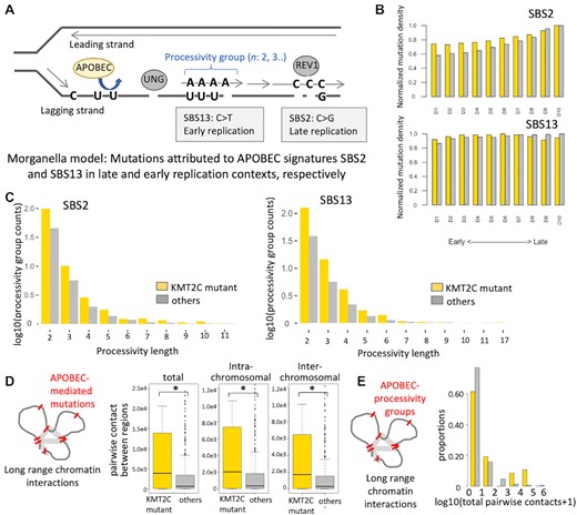APOBEC mutational signatures in replication contexts (A) Schematic representation showing that mutations attributed to APOBEC signatures SBS2 and SBS13 preferentially occur in late and early replication contexts, respectively. Such mutations may occur in clusters on the same strand, as indicated by the length of processivity groups. (B) Boxplots showing normalized mutation densities of APOBEC mutational signatures SBS2 and SBS13 in different DNA replication contexts in KMT2C mutant (yellow, n = 47) and other (grey, n = 522) samples in the breast cancer cohort (see Methods for details). The frequencies of acquired mutations in respective replication contexts were normalized by the total length of such regions (‘A’s,’C’s,’G’s,’T’s, and excluded ‘N’s). D1–D10 were ordered from earliest to latest replicating regions. P-value was calculated by fisher's exact test for each replicating region, and no significance found between KMT2C mutant and other samples. (C) Frequencies of APOBEC processivity group events corresponding to different processive group lengths in KMT2C mutant (yellow) and other (grey) samples in the breast cancer (BRCA-EU) cohort. The frequencies of acquired mutations in each group were normalized by the number of samples in corresponding groups, and nominalized counts were log10 transformed. P-value was calculated by fisher's exact test for each replicating region, and no significance found between KMT2C mutant and other samples. (D) Boxplots showing the total, intra- and inter-chromosomal pairwise contacts between genomic regions with APOBEC-mediated mutations in KMT2C mutant and other tumors in the BRCA-EU cohort. *P-value < 0.05. (E) Histogram showing the proportions of tumors with different frequencies of pairwise contacts between genomic regions with APOBEC-mediated mutation processive groups in KMT2C mutant and other tumors in the BRCA-EU cohort. P-value = 9.53e–6; Mann–Whitney U‐test.