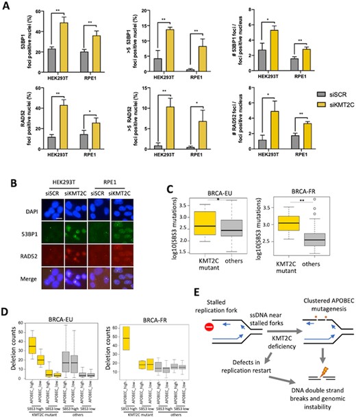 KMT2C mutant tumors have elevated genomic rearrangements and signatures of HR defects. (A, B) Immunofluorescence analysis and representative images show 53BP1 and RAD52 foci upon knockdown of indicated genes in HEK293T and RPE1 cells with error bars representing SEM. P-value was calculated using t-test; *P-value < 0.05, **P-value < 0.01. Scale bars indicate 20 μm. DAPI was used as a nuclear counterstain. (C) Barplots showing the burden of somatic mutations attributed to SBS3 in KMT2C mutant and other samples in the breast cancer cohorts BRCA-EU and BRCA-FR. Plots for other cohorts are shown in Supplementary Figure S4C. P-value was calculated by Mann–Whitney U‐test, *P-value < 0.05, **P-value < 0.01. (D) Barplot showing the frequencies of small deletions (<10 kb) in tumor samples grouped according to KMT2C mutation status, and the burden of somatic mutations attributed to APOBEC and SBS3 mutational signatures in the breast cancer (BRCA-EU and BRCA-FR) cohorts. The samples with above mean burden of somatic mutations attributed to SBS3 were considered SBS3 high, and otherwise SBS3 low. Likewise, the samples with above mean burden of somatic mutations attributed to SBS2 or SBS13 were considered APOBEC_high, and the samples with below mean burden of SBS2 and SBS13 were designated as APOBEC_low. P value was calculated using one-way ANOVA. P-value: BRCA-EU: 2.2e–6; BRCA-FR: 3.5e–02. (E) Schematic representation of a model that defects in replication restart and APOBEC mutagenesis promote DNA double strand breaks and genomic instability in KMT2C deficient cells.