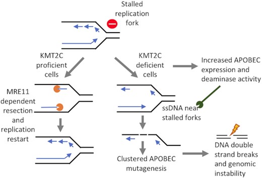 KMT2C-deficiency is a likely promoter of replication stress and APOBEC mutagenesis, which lead to genomic instability during tumor progression in multiple cancer types.