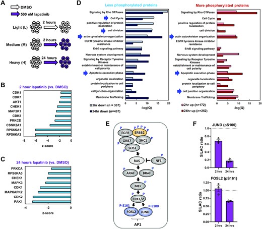 (A) Schematic of mass spectrometry experimental outline. SILAC labelled OE19 cells were treated with DMSO for 2 h, or 500 nM lapatinib for 2 and 24 h. (B and C) Kinase set enrichment analysis predicted changes in kinase activity in OE19 cells treated with 500 nM lapatinib for (B) 2 h or (C) 24 h, relative to DMSO vehicle control. (D) GO analysis of genes encoding proteins that were differentially phosphorylated in OE19 cells following 2 or 24 h lapatinib treatment relative to DMSO control. Arrows highlight terms discussed in the text. (E) Summary of phosphorylation site (P) changes after 2 and/or 24 h in proteins downstream from ERBB2 in the RAS–ERK pathway. (F) SILAC ratios of the peptides containing the indicated phosphorylated residues in OE19 cells treated with 500 nM lapatinib for the indicated timepoints, relative to DMSO vehicle control.