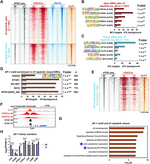 (A) Heatmap of differentially open or closed ATAC-seq peaks (FDR <0.05 and 2 fold change) in OE19 cells treated with 500 nM lapatinib for 1 day. ATAC-seq, HNF4A ChIP-seq and H3K27ac ChIP-seq data is shown for OE19 cells treated with lapatinib for the indicated timepoints (d0-d2). KLF5 ChIP-seq data from untreated OE19 cells is also shown. (B and C) De novo transcription factor motif enrichment at differentially (B) open or (C) closed distal regulatory elements (DREs) in OE19 cells treated with 500 nM lapatinib for 1 day. Motif match score to called transcription factor is shown in brackets. (D) AP-1 transcription factor motif enrichment in differentially closed DREs in ERBB2 positive gastro-oesophageal cell lines or organoid (WTSI-OESO_009) treated with 500 nM lapatinib for 1 day. (E) Heatmap of differentially closed chromatin regions containing the AP-1 motif in OE19 cells following 500 nM lapatinib treatment for 1 day (d1). ATAC-seq, H3K27ac ChIP-seq data is shown for OE19 cells treated with lapatinib for the indicated timepoints (d0-d2). Parental OE19 KLF5 ChIP-seq data is also shown. (F) Genome browser view of ATAC-seq data and ChIP-seq data (KLF5 and H3K27ac) at the indicated times of lapatinib treatment (d0, d1 or d2) highlighting the IL8 locus. (G) GO analysis of genes annotated to 1 day lapatinib differentially closed peaks that contain the AP-1 motif. Peaks were annotated to genes by the basal extension model using GREAT, and annotated genes were then analysed using Metascape. (H) mRNA expression from RNA-seq data of OE19 cells treated with lapatinib. d0 – DMSO control, d1 – 1 day lapatinib **** P < 0.0001.