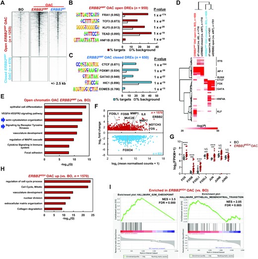 (A) Heatmap showing ATAC-seq signal at differentially open or closed (FDR < 0.05 and 2 fold change) chromatin regions in OAC tumours harbouring ERBB2 amplifications (ERBB2AMP OAC) relative to Barrett's oesophagus (BO) tissue. Data for OAC tumours without ERBB2 amplifications (ERBB2WT OAC) is also shown. (B and C) De novo transcription factor motif enrichment at differentially (B) open or (C) closed distal regulatory elements. Motif match score to called transcription factor is shown in brackets. (D) Heatmap of Homer ‘known’ transcription factor motif enrichment (log10P > 20 in one condition) in chromatin regions closing or opening in OE19 cells with lapatinib (d1) or siERBB2 treatment or in patients harbouring ERBB2 amplifications (ERBB2AMP) compared to Barrett's oesophagus (BO) patients. (E) GO analysis (GREAT) of genes annotated (basal extension model) to differentially open chromatin regions in ERBB2AMP OAC relative to BO. (F) MA plot of differentially expressed genes (DEGs) in ERBB2HIGH OAC patient samples relative to Barrett's oesophagus tissue. Red – genes up-regulated in ERBB2HIGH OAC; blue – genes down-regulated in ERBB2HIGH OAC. DEGs were defined by FDR < 0.05, 2× fold change and FPKM > 1. (G) mRNA expression of AP-1 family members in Barrett's oesophagus (BO) and ERBB2HIGH OAC patient tissue. (H) GO analysis (Metascape) of genes up-regulated in ERBB2HIGH OAC relative to BO tissue. (I) Enrichment plots from GSEA on differentially expressed up- and down-regulated genes in ERBB2HIGH OAC relative to BO. NES – normalized enrichment score.