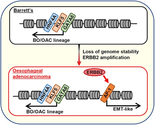 Oncogenic ERBB2 signalling drives the formation of oesophageal adenocarcinoma (OAC) from the underlying Barrett's oesophagus (BO) precancerous state through activating the AP-1 transcription factor which in turn activates an EMT-like gene expression programme.