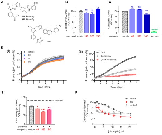 Ku–DNA inhibition does not affect the cellular viability, but it does potentiate the cellular effects of bleomycin. (A) Chemical structures of Ku-DBi's. (B) NSCLC H460 cells were plated and treated 20 μM Ku-DBi as single agents or 1% DMSO as vehicle and incubated for 72 h after which cell viability was determined by CCK-8 assay. (C) Clonogenic survival assay for single agent treatment. H460 cells were incubated with 20 μM Ku-DBi, 1 h 10 μM bleomycin or vehicle. Once treatment was completed, the medium was replaced by supplemented media and cells were detached with trypsin, re-plated, and incubated for 11 days. Colonies formed were fixed, stained, and counted. Data are presented as the mean and SEM of triplicate determinations. (D) Incucyte Live cell analysis. NSCLC H460 cells were incubated for 7 days with 20 μM Ku-DBi 149, 322 and 245 or vehicle (i), or 1 μM bleomycin, 20 μM 245 or combined treatment (ii). Cell growth was assessed over 7 days in a live cell analysis. Images were acquired, and confluence percentage was determined every 4 h. Data are presented as the mean and SEM of triplicate determinations. (E) Effect of Ku–DNA binding inhibition on the cellular sensitization to bleomycin. H460 cells were pre-incubated for 24 h with 20 μM Ku-DBi or vehicle followed by 10 μM bleomycin treatment. Cells were incubated for 72 h after which cell viability was determined by CCK-8 assay. Data are presented as the mean and SEM of triplicate determinations. ****P < 0.0001, ***P = 0.0001, **P = 0.0025, *P = 0.0150 as calculated by one-way ANOVA multiple comparisons test. (F) Cellular sensitization to bleomycin by Ku-DBi 245. H460 cells were plated and treated with vehicle, 20 μM 245 or 10 μM NU-7441 and increasing concentrations of bleomycin for 48 h after which cell viability was determined by CCK-8. Data are presented as the mean and SEM of triplicate determinations.