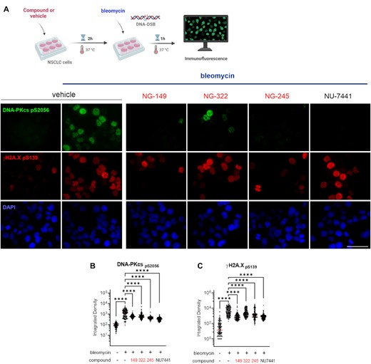 Impact of novel Ku–DNA binding inhibitors on S2056 autophosphorylation in response to bleomycin. (A) Schematic representation of bleomycin treatment and compounds or vehicle pre-incubation used in this assay, created in BioRender.com (Top). H460 cells were incubated for 2 h with vehicle, Ku-DBi or NU-7441 and 1 h bleomycin treatment was applied prior to fixing the cells for immunofluorescence detection. Immunofluorescence staining of DNA-PKcs p(S2056) (green), γ-H2AX (pS139) (red), and DAPI nuclear staining (blue) following treatment (Bottom). Sb: 10 μm. (B) Quantification of integrated fluorescence intensity of DNA-PKcs and (B) γ-H2AX foci (C). Data are presented as the mean and SEM of triplicate determinations. ****P < 0.0001 as calculated by one-way ANOVA with Tukey's multiple comparisons test.