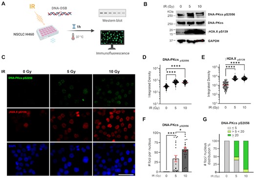 Impact of ionizing radiation on the DNA-PKcs autophosphorylation at S2056. (A) Increase in S2056 autophosphorylation in response to IR. Schematic representation of treatment, created in BioRender.com. (B) Western blot analysis from H460 cells extracts (C) IF staining of DNA-PKcs p(S2056) (green), γ-H2AX (pS139) (red), and DAPI nuclear staining (blue). Sb: 10 μm. (D) Quantitation of integrated fluorescence intensity of DNA-PKcs foci. (E) Quantitation of integrated fluorescence intensity of γ-H2AX foci. Data are presented as the mean and SEM of triplicate determinations. ****P <0.0001 as calculated by one-way ANOVA with Tukey's multiple comparisons test. (F) Quantification of DNA-PKcs foci number per nucleus. (G) Percentage of distribution of DNA-PKcs foci per nucleus. Data are presented as the mean and SEM of triplicate determinations. ***P = 0.0001, *P = 0.0103 as calculated by one-way ANOVA with Tukey's multiple comparisons test.