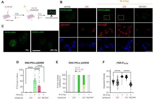 Impact of Ku-DBi's on the S2056 autophosphorylation in response to ionizing radiation. (A) Schematic representation of the treatment, created in BioRender.com. H460 cells were incubated for 2 h with Ku-DBi 245 followed by IR and fixed 1 h after treatments. (B) IF staining of DNA-PKcs p(S2056) (green) and γ-H2AX (pS139) (red) following treatment. Sb: 10 μm. (C) 60× images magnification from 5 Gy (IR) and Ku-DBi 245+ IR conditions (insets in panel B), Sb: 2.5 μm. (D) Quantification of integrated fluorescence intensity of γ-H2AX foci. (E) Quantification of DNA-PKcs foci. (F) Frequency of distribution of DNA-PKcs foci per nucleus. Data are presented as the mean and SEM of triplicate determinations. ***P <0.0001 as calculated by one-way ANOVA with Tukey's multiple comparisons test.