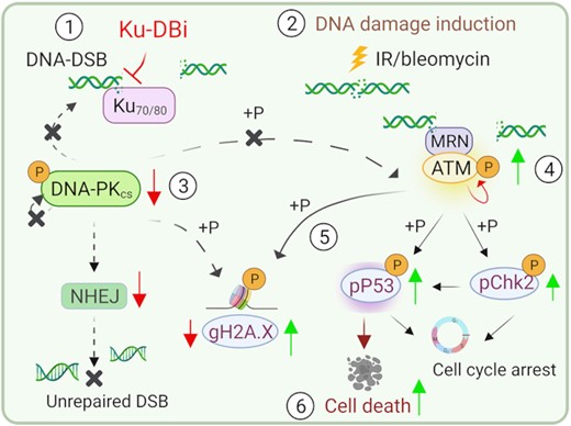 Combined treatment of Ku–DNA binding inhibitors with DNA-DSB inducing agents modulate the activation of DNA damage response via ATM signaling leading to p53 dependent cell death.