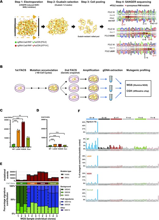 CRISPR-mediated knock-ins of POLE exonuclease mutations in RPE-1 cells show different levels of SNVs but recapitulate all the mutational signature of POLE-mutated tumors. (A) Scheme of the applied CRISPR-mediated gene editing strategy (for details see text) and verification of edited sequences by Sanger-sequencing. (B) Scheme of long-term clonal expansion, gDNA preparation and subsequent WGS analysis of edited cell clones. (C, D) Graphs showing the amount of accumulated SNVs per genome (C) and accumulated indels per genome (D) for each time three independent clones of edited wildtype (green), L424V (orange), N363K (red) and exo-null (asparagus) cells. SNV statistics: WT versus L: P< 0.0001, WT versus N: P< 0.0001, WT versus exo-null: P= 0.0018, N versus L: P= 0.0010, N versus exo-null: P< 0.0001, L versus exo-null: P= 0.0033. Indel statistics: WT versus L: P= 0.0005, WT versus N: P= 0.0002, WT versus exo-null: n.s., L versus N: n.s., L versus exo-null: P= 0.0008, N versus exo-null: P= 0.0003. (E) Quantification of mutational events for each edited wildtype-, L424V-, N363K- and exo-null RPE-1 cell clone (upper panel) with their corresponding trinucleotidic mutational signature contribution determined by Sigprofiler algorithm (lower panel). (F) Mutational signature profiles according to Alexandrov et al. (2020) of tumor signature 10a (upper graph) and below the WGS generated profiles of edited wildtype-, L424V-, N363K- and exo-null RPE-1 cell clones.
