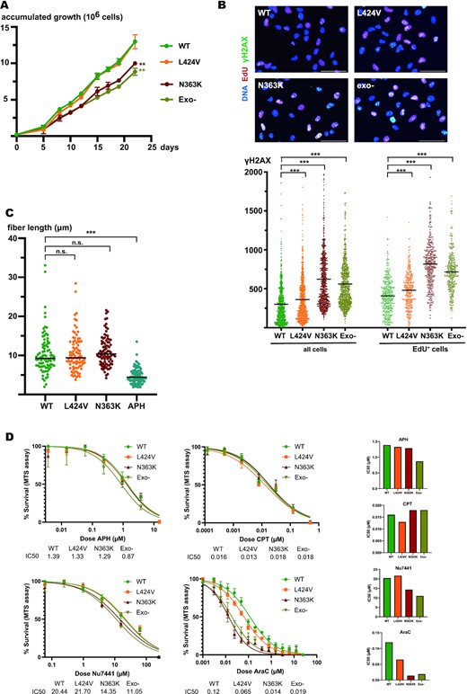 In contrast to the non-glioblastoma predisposing mutant L424V, the N363K- and exo-null mutants depict a growth defect, accumulate DNA damage, and show a higher sensibility to the chain-terminating drug cytarabine. (A) Graph of accumulated growth of edited wildtype (green), L424V (orange), N363K (red), and exo-null (asparagus) RPE-1 cells. WT versus L: n.s., WT versus N: ** P≤0.01, WT versus exo-null: ** P≤0.01. (B) Upper panel: Immunofluorescence images of edited wildtype-, L424V-, N363K- and exo-null RPE-1 cells. Shown is a merge of signals for DNA (blue), EdU (red) and γH2AX (green). Lower panel: Scatter plots showing the quantification of γH2AX in these cells (wildtype in green, L424V in orange, N363K in red and exo-null in asparagus) for all cells (left) and exclusively S-phase cells (EdU+), (right). All differences of γH2AX levels between edited wildtype- and mutant cells are statistically significant (P<0.0001). (C) Scatter plots of CldU tracks of DNA from replicating edited wildtype (green), L424V (orange), N363K (red) and APH-treated edited wildtype (blue) RPE-1 cells. For each condition, 90 fibers were counted. *** P<0.0001. (D) Plots of dose–response survival curves (MTS assay) to determine IC50 (μM) of edited RPE-1 cells treated with aphidicolin (APH), camptothecin (CPT), Nu7441 and cytarabin (AraC). On the right, histograms representing calculated IC50 for each compounds/cell lines.