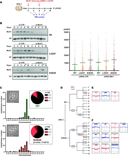 The N363K mutant accumulates DNA damage independently of functional mismatch repair and shows numerical and structural chromosomal aberrations. (A) Scheme of siRNA transfection and cell sampling for long-term silencing of Mlh1. (B) Left panel: Western blot analysis of edited wildtype, L424V and N363K RPE-1 cells during transfection with either control siRNA or siRNA directed against Mlh1. Asterisks mark switched lanes of siCTR and siMLH1 for the 8 days time point during gel loading. Right panel: Scatter plots showing the quantification of γH2AX by immunostaining in these cells (wildtype in green, L424V in orange and N363K in red). (C) Plots and pie charts showing the distribution of chromosome numbers in analyzed metaphases of edited wildtype and N363K RPE-1 cells. An equal number of 100 metaphases per sample were counted. Statistical difference between these distributions was calculated using the Chi-squared test. Inserts: Micrographs of metaphases, scale bar 50 μm. (D–F) Diagram depicting the lineage of subclones generated from wildtype and N363K edited RPE-1 cells and indicating the chromosomal number of detected aberrations by CGH arrays. Gains are indicated in blue, losses in red. Representative sketches of the genomic regions (generated by ChAS, Thermo Scientific) for each aberration are depicted in (E) for wildtype and (F) for N363K clones.