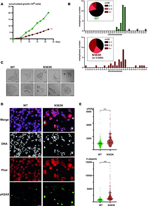 The single point mutation N363K in the POLE gene causes a strong growth defect, severe aneuploidy, deformed and enlarged nuclei and multinucleated cells in HCT116 colon cancer cells. (A) Plot of accumulated growth of edited wildtype (green) and N363K (red) HCT116 cells. *** P≤0.0001. (B) Plots showing the distribution of chromosome numbers in analyzed metaphase spreads of edited wildtype and N363K HCT116 cells. An equal number of 35 metaphases was analyzed. (C) Representative brightfield images of edited wildtype (left) and N363K (right) HCT116 cells. Scale bar 50 μm. (D) Immunofluorescence images of edited wildtype- and N363K HCT116 cells. Shown is a merge of signals for DNA, actin (phalloidin) and γH2AX as well as the separate images for DNA (white), actin (red) and γH2AX (green). Scale bar 50 μm. (E) Scatter plots showing the quantification of γH2AX (upper panel) and phosphorylated DNAPK (lower panel) in edited wildtype- (green) and N363K (red) HCT116 cells. *** P≤0.0001. Bars indicate average of values, to visualize more clearly γH2AX- and phosphorylated DNAPK levels, ordinate range was chosen to spread bulk values and to omit very high scoring N363K cells.