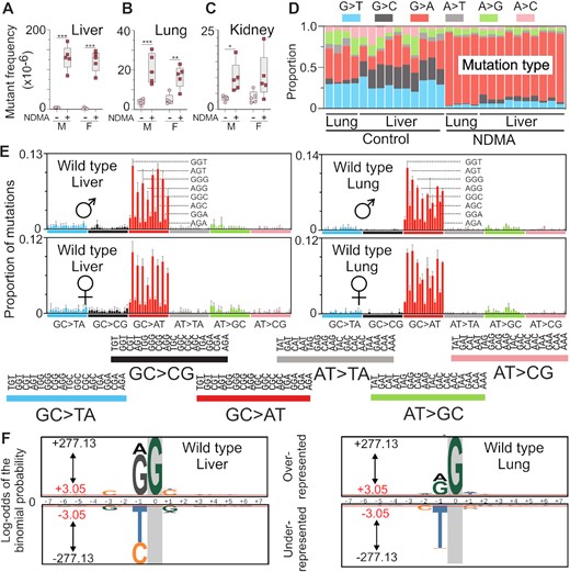 Organ-specific mutagenicity of NDMA and HRMS of NDMA-treated livers and lungs. (A–C) NDMA induced mutant frequencies of the liver, lung and kidney in gptΔ C57BL/6J wild-type mice. (D) The proportion of single-nucleotide substitution mutations in the liver and lung was measured directly by using duplex sequencing (DS). (E) DS revealed the NDMA-induced high resolution mutational spectrum in liver and lung. The spectrum was dominated by GC→AT mutations with a lower frequency of AT→GC transitions. The sequencing data were plotted as the mutant base (X) accompanied by its 5’ and 3’ neighbors (N); that is, 5’-NXN-3’. There are 16 combinations for each of the six types of base substitution mutations, resulting in a total of 96 possible triplex contexts. The data shown are averaged from the livers of five males and five females and the lungs of two males and two females treated with NDMA. (F) The probability LOGO (pLOGO) was generated from all 15-base pair sequence contexts adjacent to the mutated base, GC→AT. Guanine in gray highlight represents the fixed G position. For panels A-C, statistical comparisons were done with Mann–Whitney U-test, *P = 0.0159, **P = 0.0079. For panel E, bars reflect averages, error bars denote 1 SD. For panel F, the 15-base sequence contexts with G→A mutations fixed at the zero position were extracted and from all datasets. Shown is the compilation of all sequence contexts. Inter-individual replicate sequences were included in the analysis. The red bar (log-odds value of ± 3.05) indicates the P = 0.05 statistically significant threshold following Bonferroni correction. The foreground sequences (fg) represent NDMA-induced mutations (liver n(fg) = 3751; lung n(fg) = 3451). The background sequences (bg) represent the genome sequenced (liver n(bg) = 13 041; lung n(bg) = 10 437).