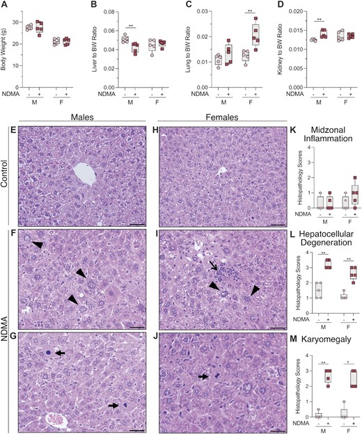 Macroscopic and histological changes at 10 weeks post NDMA treatment. (A) Neonatal gptΔ C57BL/6J mice were administered a total dose of 10.5 mg/kg NDMA split between day 8 (1/3 dose) and day 15 (2/3 dose). Samples were collected 10 weeks post-NDMA treatment. (B–D) Organ to body weight ratios. (E–J) Representative hematoxylin and eosin (H&E) sections of liver and (K–M) histopathology scores from male and female C57BL/6J gptΔ mice treated with saline (control) or NDMA as described in material and methods. (F) NDMA-treated male mice exhibited areas of periacinar hepatocellular degeneration (swelling) with or without karyomegaly (arrowheads) and (G) bizarre mitotic figures (arrows). (I) Sections of the liver from an NDMA-treated female mice contained multifocal areas of hepatocellular degeneration with or without karyomegaly (arrowheads), bizarre mitoses (J, arrow), and lymphocytic and histiocytic infiltrates (open arrow). Original magnification x400, scale bars = 50 μm. Whitney U-test, *P = 0.0159, **P = 0.0079.