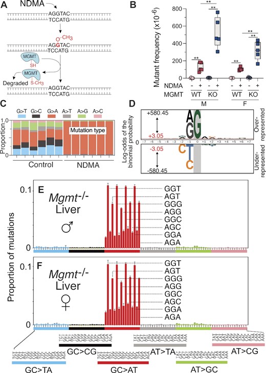 NDMA-induced mutations and mutational spectra in livers of MGMT-deficient mice. (A) The biochemical mechanism of MGMT, the repair protein for m6G. NDMA generates an electrophile in vivo that methylates DNA to form, among other DNA lesions, m6G. A nucleophilic cysteine thiol residue on MGMT attacks the methyl group of m6G, resulting in a methylated MGMT protein and an undamaged guanine. (B) Mgmt−/− gptΔ C57BL/6J mice were administered NDMA (10.5 mg/kg total dose) using the regimen of Figure 1D, and liver samples were collected 10 weeks following treatment. NDMA-induced point mutant frequencies in the livers of male and female MGMT-deficient and -proficient mice are shown. (C) The proportion of single-nucleotide mutations in livers of saline control and NDMA-treated Mgmt−/− mice measured directly by using DS. (D) The pLOGO analysis produced from all 15-base pair sequence contexts adjacent to the mutated base, GC→AT. Guanine in gray highlight represents the fixed G position. (E, F) HRMS from the livers of three male and three female MGMT-deficient mice treated with NDMA. For panel B, statistical comparisons were done with the Mann–Whitney U-test, *P = 0.0159, **P = 0.0079. For panel D, the 15-base sequence contexts with G→A mutations fixed at the zero position were extracted from all datasets. Shown is the compilation of all sequence contexts. Inter-individual replicate sequences were included in the analysis. The red bar (log-odds value of ±3.05) indicates the P = 0.05 statistically significant threshold following Bonferroni correction. The foreground sequences (fg) represent NDMA-induced mutations (liver n(fg) = 52 253). The background sequences (bg) represent the genome sequenced (liver n(bg) = 10 437). For panels E and F, bars reflect averages (n = 3 for each group), error bars denote 1 SD.