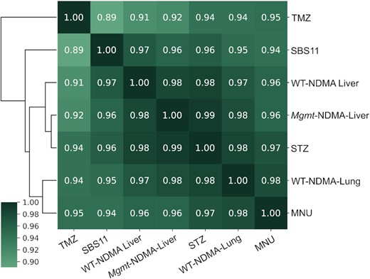 Cosine similarity matrix of the mutational spectra of NDMA treated WT liver (NDMA-WT-liver), WT lung (NDMA-WT-lung) and MGMT-deficient mice (NDMA-Mgmt); MEFs treated with temozolomide (TMZ), N-methyl-N-nitrosourea (MNU), and streptozotocin (STZ); and human mutational signature SBS11. Before performing the cosine similarity comparisons, all mutational spectra were baseline corrected by subtracting the corresponding background (vehicle-treated) spectrum, and then normalized to reflect mutation frequency per trinucleotide.