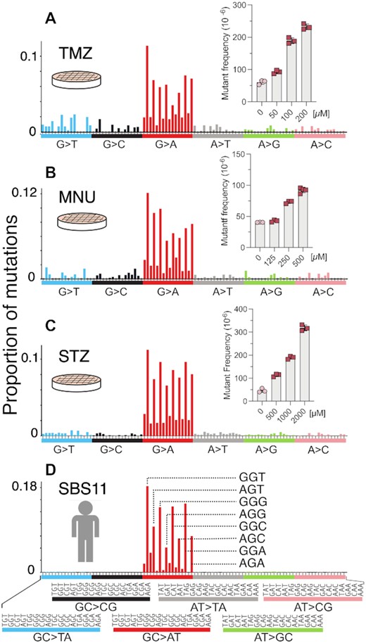 HRMS of MEFs treated with alkylating agents MNU, STZ and TMZ. The plots depict the HRMS data and their dose-dependent mutagenicities at the gpt locus (insets) for MNU (A), STZ (B) and TMZ (C). (D) COSMIC mutational signature SBS11 of human cancer.