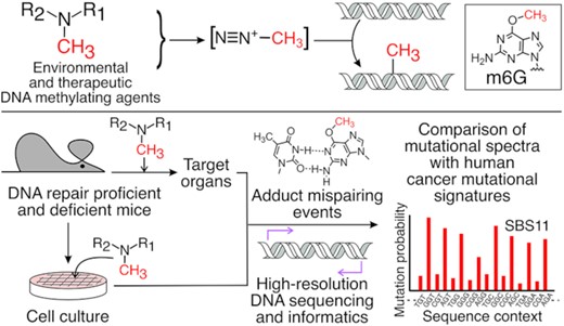 Distinct DNA methylating agents, including N-nitrosodimethylamine and temozolomide generate nearly identical mutational spectra in repair proficient and deficient mice, and in cell culture, suggesting a convergent chemical mechanism and mutational process.