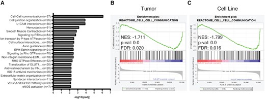 RNA sequencing identifies decreased cell–cell communication with loss of HuR. (A) Top significantly downregulated Reactome pathways in MIA HuR KO tumors compared to HuR WT tumors. Gene set enrichment analysis of cell–cell communication Reactome pathway from RNA-sequencing data collected from (B) MIA HuR WT and HuR KO orthotopic tumors in NRG mice and (C) MIA HuR WT and HuR KO cell lines.
