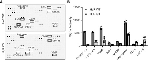 Loss of HuR impairs secretion of proteins involved in ECM organization, stromal activation, angiogenesis and inflammation. (A) Proteome Profiler Human XL cytokine arrays incubated with MIA HuR WT or HuR KO conditioned media. (B) Quantification of signal intensity measured from n = 2 arrays with two technical replicates per condition. Analytes that had either a 50% decrease or increase in secretion from HuR KO cells relative to HuR WT cells are shown in order of fold change. These analytes are identified on the cytokine array in panel (A). Error bars represent standard error of the mean.