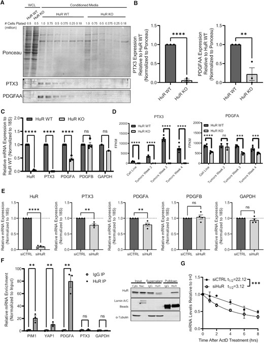 HuR regulates RNA abundance and secretion of PTX3 and PDGFA. (A) Representative immunoblot analysis of PTX3 and PDGFAA from whole cell lysates (WCL) and conditioned media from MIA cells. (B) Quantification of PTX3 and PDGFAA secreted from MIA HuR WT and HuR KO cells shown in panel (A). PTX3 and PDGFAA quantification is normalized to Ponceau stain and relative to HuR WT samples. Statistical analysis was performed using a Student’s two-sample t-test. (C) RT-qPCR analysis of mRNA in MIA HuR WT and HuR KO cells. mRNA expression was determined using 18S rRNA as a loading control and normalized to HuR WT expression. Statistical analysis was performed using a Student’s two-sample t-test. (D) FPKM counts of PTX3 and PDGFA RNA from RNA sequencing performed on MIA HuR WT and HuR KO cell lines, in addition to orthotopic tumors formed from these cells 2, 3 and 4 weeks post-injection into NRG mice. (E) RT-qPCR analysis of mRNA in MIA cells transfected with either siControl or siHuR. Statistical analysis was performed using a Student’s two-sample t-test. (F) Ribonucleoprotein immunoprecipitation (RIP) analysis of PTX3 and PDGFA mRNA pulldown with HuR in comparison to known HuR targets. Statistical analysis was performed using multiple paired t-test. Representative immunoblot validation of HuR pulldown in MIA cells found to the right of the graph. (G) MIA cells were transfected with either siControl or siHuR and treated with actinomycin D. PDGFA mRNA levels were assessed at indicated time by RT-qPCR. Statistical analysis was performed using comparison of decay curves by linear regression. Error bars represent standard error of the mean. ****P < 0.0001, ***P < 0.001, **P < 0.01 and *P < 0.05; ns, not significant.