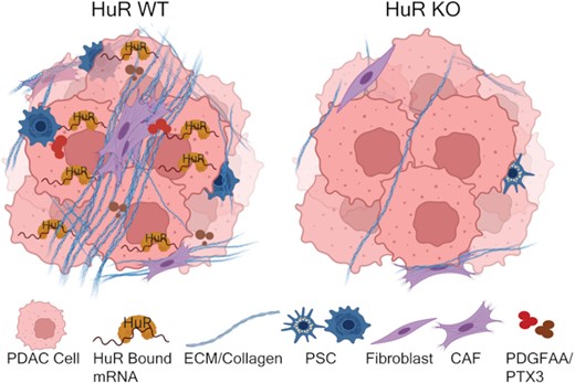 Loss of the RNA-binding protein human antigen R (HuR) in pancreatic cancer cells leads to reprogramming of the tumor microenvironment and decreased secretion of signaling molecules PDGFAA and PTX3.