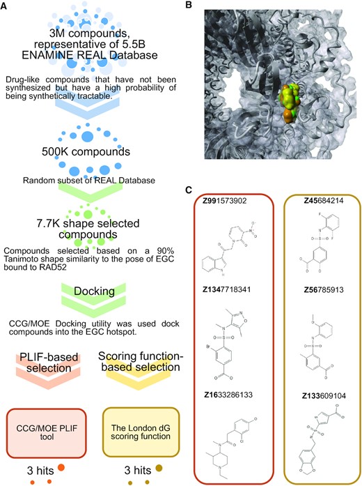 Identification of RAD52 with new chemical scaffolds. (A) Workflow for scaffold hopping from EGC. Three million compound ENAMINE REAL database was narrowed to 7700 based on shape similarity to EGC and docked into the EGC pocket within the RAD52–ssDNA binding site (see text for details). Two methods were used to score the compounds: In the first approach (orange flow) CCG/MOE PLIF tool was used to create fingerprints for RAD52–ligand interactions, in order to find compounds mimicking the contacts of EGC and RAD52; in the second approach (green flow) the London dG scoring function was used to rank order compounds. Three top scoring compounds from each method were ordered. (B) Final poses for the EGC (green), Z99 (orange), and Z56 (gold) compounds bound to RAD52. (C) Top compounds selected from each computational approach, PLIF (orange box) and docking/scoring function (gold box).