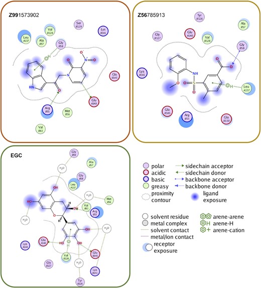 Ligand maps for compounds Z99, Z56 and EGC. The interaction key is shown on the right. Among notable contacts, all three compounds interact with R55, one of the key residues in the DNA binding site of RAD52. In contrast to EGC, however, whose interactions are dominated by van der Waals interaction and water-mediated contacts, Z99 and Z56 are involved in more direct interactions including hydrogen bonding.