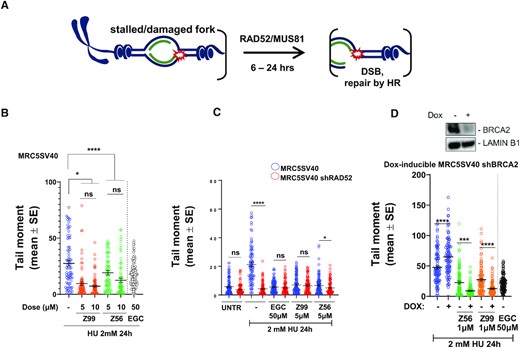 Z56 and Z99 interfere with RAD52-MUS81 function at stalled DNA replication forks. (A) Cartoon representation of fork cleavage by the RAD52-MUS81 axes. The presence of the DSBs can be detected using comet assay (B–D). (B) Evaluation of DSBs using Neutral Comet Assay. Cells were treated as indicated. Graph shows the mean of tail moment as mean ± SE (ns = not significant; ***P< 0.001; ****P < 0.0001; Mann–Whitney test). When indicated, cells were treated with inhibitors for 30 min before HU exposure. (C) Analysis of DSBs in MRC5 SV40 and MRC5 shRAD52 after HU exposure in presence or absence of RAD52 inhibitors (30 min before HU treatment). Graph shows the mean of tail moment ± SE (ns = not significant; *P< 0.1; ****P < 0.0001; Mann–Whitney test). (D) After 48 h of doxycycline induction cells were treated to perform neutral comet assay. Western blot shows BRCA2 level after doxycycline induction. LAMIN B1 was used as a loading control. Graph shows the mean of tail moment ± SE (****P < 0.0001; Mann–Whitney test).