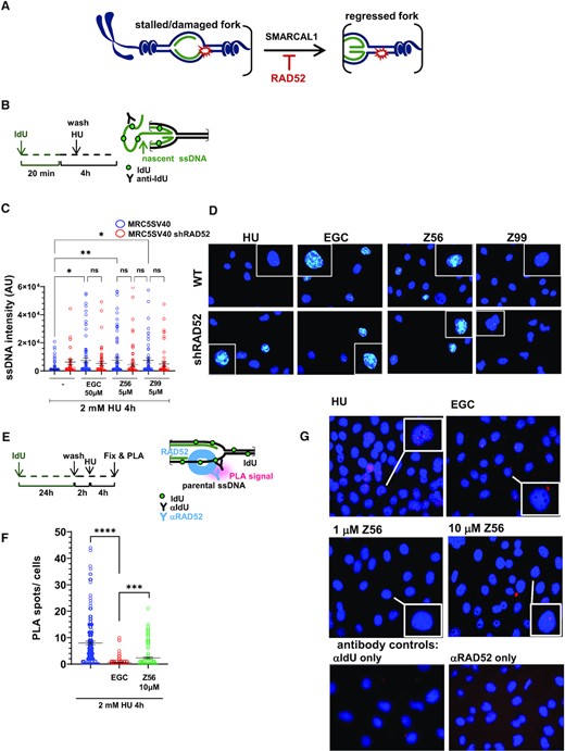 Z56 and Z99 interfere with RAD52-dependent protection of stalled DNA replication forks. (A) Cartoon representation of SMARCAL1-mediated fork reversal. RAD52 inhibition stimulates fork reversal and nascent ssDNA exposure. (B) Experimental scheme of nascent ssDNA detection through Iododeoxyuridine (IdU) incorporation. (C) Analysis of nascent ssDNA after 2 mM hydroxyurea (HU) treatment in presence or absence of RAD52 inhibitors in MRC5 SV40 and MRC5 shRAD52 cell lines. Graph shows the intensity of ssDNA staining for single nuclei. Values are presented as means ± SE (ns = not significant; ***P< 0.001; ****P < 0.0001; Mann–Whitney test). (D) Representative images of nascent ssDNA in MRC5 SV40 cells and in MRC5 cells depleted of RAD52. DAPI-stained nuclei are shown in blue, nascent ssDNA signal is shown in light blue. Insets show enlarged images of representative nuclei. (E) Experimental scheme of Proximity Ligation Assay (PLA) after parental ssDNA labelling with IdU. (F) Analysis of DNA–RAD52 interactions by in situ PLA assay. Graphs show the mean of PLA spots per cell ± SE. Values are presented as mean ± SE (***P< 0.001; ****P < 0.0001; Mann–Whitney test). (G) Representative PLA images. DAPI-stained nuclei are shown in blue, PLA signals are shown in pink.
