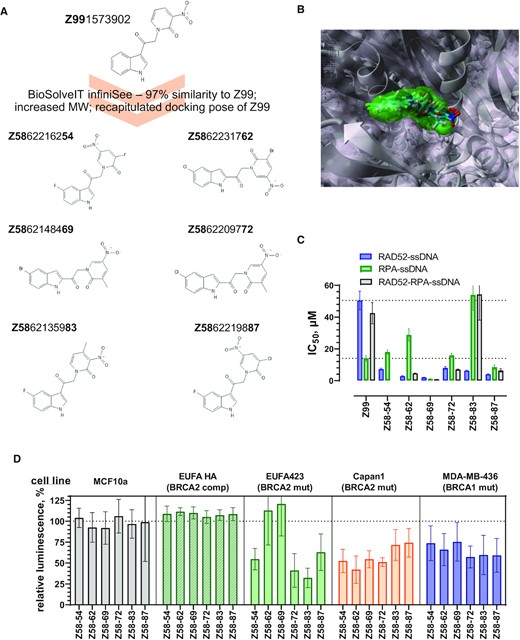 Compounds generated by expansion of the Z99 scaffold show improved efficacy in vitro and in cells. (A) Six new compounds were designed based on the Z99 scaffold. (B) Final poses of the scaffold expanded compounds docked into the EGC pocket of RAD52. Z99 is shown using surface representation, while the six new compounds are shown in stick representation. (C) IC50 values for the disruption of the RAD52–ssDNA interaction (blue bars), of the RPA–ssDNA interaction (green), and of the RPA–ssDNA-RAD52 complex (grey). Error bars represent fitting errors. The inhibition curves for all compounds are shown in Supplementary Figure S5. (D) Cell viability was measured using CellTiter-Glo assay for five cell lines after 72 h treatment with 10 μM of indicated compounds. Hundred percent live cells corresponds to DMSO only control. The data are shown as average ± standard deviation for nine independent wells. The detailed statistical analysis for each compound is shown in Supplementary Figure S7.