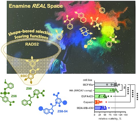 Exploration of the Enamine in silico REAL space of billions of potential compounds yielded new drug-like inhibitors of the DNA repair protein RAD52. The compounds were further optimized to improve efficacy and specificity in targeting RAD52 in vitro and killing BRCA1 and BRCA2 deficient cancer cells.