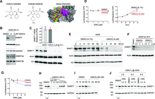 GSK(1) targets DNMT1 for degradation in A549 cells. (A) Chemical structures of GSK(1) and GSK(2) and DNMT1-bound GSK(2) with the inhibitor shown in yellow and the DNMT1 active-site loop shown in magenta (initially reported in (28,38)). (B) Western blots showing endogenous levels of DNMT1, DNMT3A and DNMT3B following treatment with 2 and 4 μM GSK(1) for 24 h. While DNMT3A appeared to be slightly reduced, subsequent experiments revealed no significant changes in DNMT3A level (Supplementary Figure S1C and Figure 2E). (C) Relative gene expression of DNMT1 in the presence and absence of GSK(1) were analyzed by RT-qPCR and normalized relative to IPO8 (N = 3). The corresponding western blot is shown in lower panel for three repeats of DMSO (in blue dots) and GSK(1)-treated samples (in red dots). (D) Cell growth as determined by cell viability assay over 2 days. (E) Time-dependent depletion of DNMT1 in cells treated with GSK(1). (F) Comparison of the potency of GSK(1) and GSK(2) in inducing DNMT1 depletion. (G) GSK(2) showed an enhanced cell toxicity compared to GSK(1) at 4 μM in A549 cells. (H) Concentration-dependent effect of GSK(1). (I) Time-dependent effect of GSK(1) at 80 nM. (J) Little effect of GSK(1) at low concentrations (3.2 and 16 nM). In panels H–J, the two DMSO lanes as indicated by a bracket are the 2× dilution (1/2) of cell lysates.