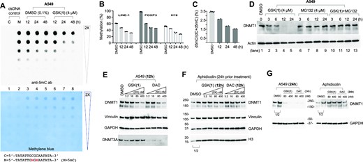 GSK(1) induces DNA hypomethylation and proteasome-dependent and DNA synthesis-dependent loss of DNMT1 protein. (A) Dot blot assay using an anti-5mC antibody to detect 5mC in genomic DNA. The lower panel shows the same membrane used in top panel stained with methylene blue to verify DNA loading. (B) GSK(1)-induced hypomethylation at three genomic loci by pyrosequencing. Three technical replicates were measured for each sample. The three DMSO controls at 12, 24 and 48 h were averaged. (C) Mass spectrometry analysis of total 5mC content expressed as a percentage (i.e. number of 5mC-modified residues divided by the total number of cytosine residues × 100). (D) A549 cells were treated with GSK(1) (left), MG132 (middle) or both (right) up to 24 h and subjected to immunoblotting. (E, F) For treatment of 12 h, the effects of GSK(1) or DAC on their own (panel E) as compared with cells that had been treated with the DNA synthesis inhibitor aphidicolin for 24 h prior to treatment with GSK(1) or DAC (panel F). (G) As in panel E and F, the effect of GSK(1) or DAC treatment of 24 h, in the absence (left) and presence of aphidicolin (right). In panels F and G, the two DMSO lanes as indicated by a bracket are the 2× dilution (1/2) of cell lysates.