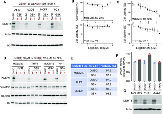 Effect of the GSK compounds in a range of cancer cells. (A) Western blot confirms decreased DNMT1 levels in four cell lines derived from solid tumors. (B) Cell viability (relative to DMSO treatment) after the myeloid leukemia cell lines MOLM13 (top panel) and THP1 (bottom panel) were treated with GSK(1) with concentrations starting from 50 μM (with 2x dilution until 48 nM) for three days (N = 3 independent experiments with quadruplicate; mean ± SD). (C) As in panel B but with GSK(2) with concentrations starting from 25 μM with 2x dilution until 24 nM. (D) Western blot showing decreased levels of DNMT1 in MOLM13 and THP1, treated with GSK(1) or GSK(2) at two different concentrations with duplications. (E–G) Treatment with GSK(1) at 4 μM for 1 day in the indicated myeloid leukemia cell lines showing cell viability (E), relative DNMT1 mRNA (F) and DNMT1 protein levels (G). DMSO samples are in blue dots and GSK(1)-treated samples are in red dots.