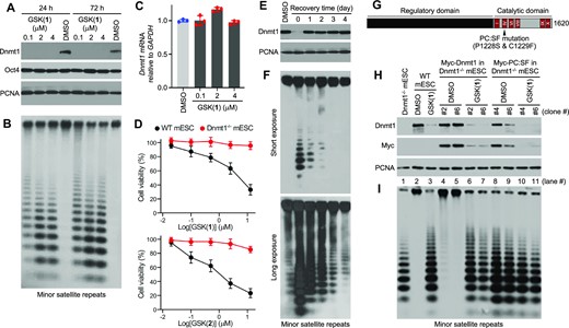 Effect of GSK(1) in mESCs. (A) Western blot showing GSK(1)-induced Dnmt1 depletion. (B) Southern blot after digestion of genomic DNA from cells in panel A with the methylation-sensitive restriction enzyme HpaII, which shows GSK(1)-induced hypomethylation of the minor satellite repeats. (C) RT-qPCR data showing no change in Dnmt1 mRNA after treatment with GSK(1). DMSO samples are in blue dots and GSK(1)-treated samples are in red dots. (D) Cell viability (relative to DMSO treatment) after WT and Dnmt1−/− mESCs were treated with GSK(1) (top panel) or GSK(2) (bottom panel) with concentrations ranging from 20 nM to 12.5 μM (1:5 serial dilutions starting at 12.5 μM) for three days (N = 3 independent experiments with triplicate; mean ± SD). (E) mESCs were treated with 2 μM of GSK(1) for 24 h and then cultured in the absence of the compound for 4 additional days. Western blot shows complete recovery of DNMT1 protein by 1 d after removal of the compound. (F) Southern blotting analysis of the minor satellite repeats in cells from panel E showing gradual recovery of DNA methylation after removal of the compound. The two blots were from the same membrane with different exposure times. (G) Mouse Dnmt1, with the conserved catalytic motifs (I-X) and the location of the PC:SF mutation being shown. (H) Western blotting analysis of Dnmt1−/−mESCs reconstituted with Myc-tagged Dnmt1 or the PC:SF mutant showing degradation of both WT and mutant Dnmt1 after GSK(1) treatment (2 μM for 24 h). Two stable clones for each construct were tested. (I) Southern blotting analysis of the minor satellite repeats in cells from panel H showing restoration of DNA methylation by WT Dnmt1 (lanes 4 and 5), but not by the mutant (lanes 8 and 9), and the effect of GSK(1) on DNA methylation.