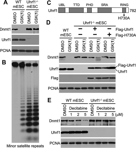 Uhrf1 is required for GSK(1)-induced Dnmt1 degradation in mESCs. (A) Western blot showing that Dnmt1 is degraded in WT, but not Uhrf1−/−, mESCs after GSK(1) treatment (2 μM for 48 h). (B) Southern blotting analysis of the minor satellite repeats in cells from panel A showing that GSK(1) induced hypomethylation in WT mESCs but did not induce further loss of methylation in Uhrf1−/− mESCs. (C) Mouse Uhrf1, with the functional domains – ubiquitin-like (UBL) domain, tandem Tudor domain (TTD), plant homeodomain (PHD), SET- and RING-associated (SRA) domain, and Really Interesting New Gene (RING) domain – and the location of the H730A mutation being shown. (D) Western blotting analysis of Uhrf1−/-mESCs reconstituted with Flag-tagged Uhrf1 or the H730A mutant showing that GSK(1) treatment (2 μM for 24 h) resulted in partial Dnmt1 degradation in the Flag-Uhrf1 stable clone, but not in the Flag-H730A stable clone. (E) Western blot showing that Uhrf1 deficiency also prevented Dnmt1 depletion induced by decitabine treatment (1–5 μM for 48 h).