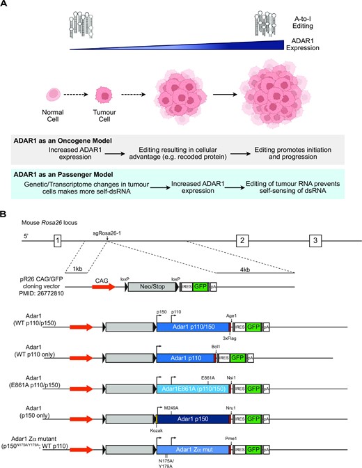 Proposed model of ADAR1 action in cancer. (A) Proposed models of the action of ADAR1 in cancer. In the ‘ADAR1 as an oncogene’ model, elevated ADAR1 leads to increased A-to-I editing and this acts as a tumor initiating event or promotes tumor establishment and maintenance. In the alternate ‘ADAR1 as a passenger model’ ADAR1 is elevated as a result of changes in the tumor transcriptome and environment, leading to increased ADAR1 as a secondary consequence. (B) Schematic of the constructs used to overexpress murine Adar1 cDNA from the Rosa26 locus in mice.
