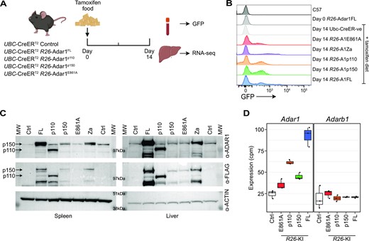 Overexpression of ADAR1 in vivo. (A) Schematic outline of in vivo validation experiment. (B) Representative flow cytometry histograms of peripheral blood leukocytes for GFP expression following 14 days in vivo tamoxifen treatment. (C) Western blot analysis of ADAR1 expression in the spleen (left panel) and liver (right panel) following 14 days in vivo tamoxifen treatment using anti-ADAR1 and anti-Flag antibodies. (D) Adar1 and Adarb1 expression as measured from RNA-seq of the liver following 14 days in vivo tamoxifen treatment (n = 3–4 per genotype; note Adar1-Za mutation samples were not sequenced).