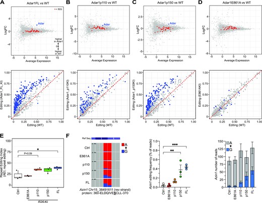 Overexpression of ADAR1 in vivo increased A-to-I editing levels of cellular RNA. Gene expression analysis (MA plot, upper) and A-to-I editing levels (lower) of known individual sites following 14 days in vivo tamoxifen treatment from (A) Adar1 full length (FL); (B) Adar1p110; (C) Adar1p150; (D) Adar1E861A liver RNA-seq datasets compared to Ubc-CreER+ tamoxifen treated controls (n = 3 per genotype). Red dots in upper panels represent interferon-stimulated genes. Blue dots in lower panels represent significantly different editing at individual sites between the genotypes (Jacusa statistic (likelihood ratio of two samples) >5). (E) The repeat editing index (AEI) from each genotype. (F) IGV screen shot of Azin1 editing at the recoding p.S367G site; quantitation and statistical analysis of the editing frequency at the recoding site and average number of reads per sample for the site (expressed as mean ± sem for each allele). **P< 0.01, ***P< 0.001; Statistical comparisons using a two-way ANOVA with multiple comparisons correction using Prism software.