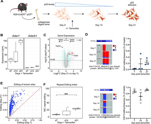 Adar1 expression and editing activity increases during cellular immortalization. (A) Schematic outline of in vitro experiment. Long bone osteoblasts were isolated from R26-CreERT2Trp53fl/fl mice and cultured with tamoxifen to induce deletion of p53. Cells were collected at day 7, 14 and 21 for analysis. Osteoblasts were isolated from three animals and cultured separately (biological replicates). (B) Expression (counts per million) of Adar1 and Adarb1 at day 7, 14 and 21 as determined by RNA-seq at each time point. (C) MA plot of gene expression comparing day 7 (p53 still expressed) and day 21 (p53 deficient) with significantly different genes indicated in blue and interferon stimulated genes (ISGs) indicated in red. (D) IGV screen shot of Azin1 (upper) and Cdk13 (lower) editing at the indicated recoding sites; quantitation of the editing frequency at each site (expressed as mean ± sem for each allele). The Alu/repeat editing index (AEI) from each timepoint derived from the RNA-seq. (E) A-to-I editing levels of known individual sites comparing editing levels at day 21 (y axis) to day 7 (x axis) following tamoxifen treatment. Blue dots represent significantly different editing at individual sites between the genotypes (Jacusa statistic (likelihood ratio of two samples) >5). (F) The repeat editing index (AEI) at each time point calculated from the RNA-seq dataset. ***P< 0.001; Statistical comparisons using a two-way ANOVA with multiple comparisons correction.