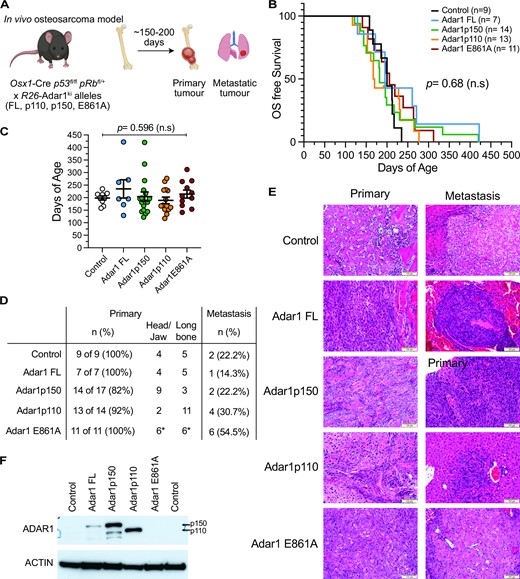 Overexpression of ADAR1 does not accelerate or modify osteosarcoma behavior in vivo. (A) Schematic outline of in vivo osteosarcoma model. (B) Kaplan–Meier survival plot of each genotype. Numbers as indicated in the inset, no significant difference in survival. Number of animals per genotype indicated in inset. (C) Median days of age of each genotype, same cohort as represented in the KM plot; assessed by two-way ANOVA with multiple comparison correction. (D) Analysis of primary tumor location and metastatic spread in each genotype. (E) Representative histology of primary and metastatic lesions from each indicated genotype. The osteosarcoma model generates a fibroblastic osteosarcoma. (F) Western blot of ADAR1 (anti-ADAR1 antibody) in whole tumor pieces derived from the indicated genotypes.