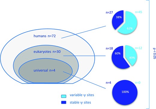 Evolutionary conservation of pseudouridine sites in rRNA: among 106 positions, 72 are specific to humans, 30 are found across eukaryotes and 4 are conserved from bacteria to humans and are referred to as ‘universal’ (left panel). On the right panel, pie charts showing the proportion of ‘variable’ and ‘stable’ sites evaluated in our series of breast cancers according to the three groups. P < 0.05 by chi-square test.