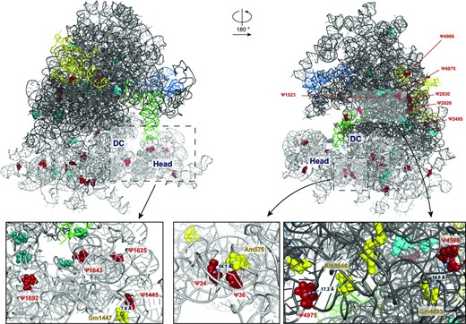 Three-dimensional structure of the human 80S ribosome (obtained from 6QZP.pdb) showing relevant and/or hypermodified pseudouridine sites from two different angles. The 28S rRNA backbone is shown as a dark grey ribbon, the 18S rRNA as a grey ribbon, the 5.8S in yellow, the 5S in blue and the tRNA in light green. Relevant pseudouridine sites (derived from hierarchical sample clustering depicted in Figure 3 and listed in supplementary Table S7) are visualized as cyan spheres; pseudouridine positions derived from PCA-PC2 (showed in Figure 4C) and/or from PCA-PC3 (showed in Figure S6) and/or hypermodified are depicted as red spheres. In the three insets, the modified bases localizing in the decoding centre (DC) are in deepteal green and the 2′-O-methylation sites in close proximity to relevant pseudouridines are in yellow.