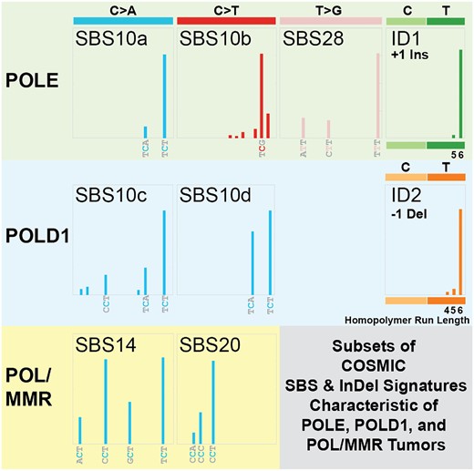 Subsets of COSMIC SBS and indel mutation signatures characteristic of POLE, POLD1 and POL/MMR tumors. For each indicated COSMIC mutation signature (e.g. SBS10a, SBS10c, ID1, etc.) (28), a schematic of its defining trinucleotide mutations is shown alongside the type of DNA polymerase mutation most commonly associated with it (POLE, POLD1 or POL/MMR). The specific trinucleotide or homopolymeric run length is indicated.