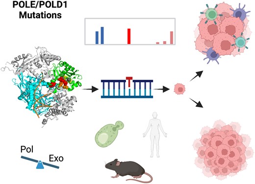 Graphical Abstract