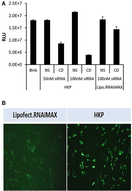 (A) Stellate cell transfection monitored by cell viability. To validate cellular uptake of siRNA by PNP we compared the efficacy of transfection driven by PNP or Lipofectamine RNAiMAX in human primary hepatic stellate cells in culture. Stellate cells were plated in 96 well plates at a density of 1.2 × 103 cells/well and were allowed to settle for 24h. At this time, non-silencing siRNA (NS) or Cell Death SiRNA (CD; Qiagen, Germantown, MD) were added—either at 50 nM or 100 nM in PNP, or at 100 nM in lipofectamine RNAiMAX. A control (Blank) was not treated with any reagents. After a further 72 h incubation, cell viability was monitored using CellTiter-Glo(R)-2.0 reagent (Promega, Madison, WI) by measuring luminescence signal. The figure shows the luminescence signal plotted for each treatment. Data is plotted ±SEM (n = 4 points). (B) Uptake of fluorescent siRNA by stellate cells. Using lipofectamine or PNP, we examined uptake of AF647 fluorescently labeled siRNA into human hepatic stellate cells in culture. Cells were plated in 96-well plates and were transfected with 50 nM fluorescently labeled siRNA mixed with Lipofectamine RNAiMAX (left panel) or PNP (right panel). After 24 h cells were imaged using a Cytation 5 instrument (BioTek, Winooski, VT) set up for monitoring fluorescence.