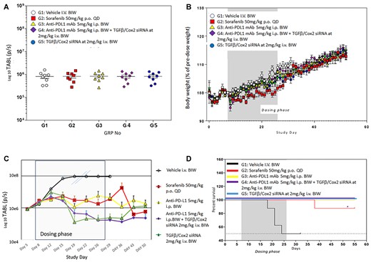 (A) Effect of TGFβ and Cox2 siRNA delivery in animals bearing tumors. Hepa1–6 cells expressing luciferase (Hepa1–6lux) were used in this syngeneic orthotopic model. Animals were treated as in Materials and methods. TABL (tumor associated bioluminescent) measurements of mice at study initiation. All animals were randomly allocated to the 6 different study groups (n = 8), according to TABL measurements. (B) Body weight measurements over the time-course of the study. Mice were weighed daily, and the weights recorded. The dosing phase of the study is indicated. Treatments were as follows: G1: vehicle alone, G2: sorafenib (50 mg/kg P.O. QD), G3: anti-PDL1 Ab (5 mg/kg I.P. BIW), G4: anti-PDL1 Ab (5 mg/kg I.P., BIW) + siRNAs against TGFβ and Cox2 (40 ug/injection (2 mg/kg IV BIW)) in PNP, G5: siRNAs against TGFβ and Cox2 40 ug/injection (2 mg/kg IV BIW). Only sorafenib caused an alteration in body weight but this did not reduce >10% over the time course of the study. Monitoring, after dosing ended, continued for an additional 30 days with no tumor recurrence observed. (C) Efficacy of treatments. All treatments were administered 6 times BIW over 3 weeks. Vehicle treatment (black, open circles) resulted in rapid growth of tumors. The double slashes are where the last observation carried forward (LOCF) was made due to the need to cull animals for ethical reasons. Sorafenib 50 mg/kg PO QD (red squares), anti-PDL1 mAb 5 mg/kg IP BIW (yellow triangles), anti-PDL1 Ab 5 mg/kg IP BIW + TGFβ/Cox2 siRNAs in HKP (2 mg/kg IV BIW) (purple diamonds), TGFβ /Cox2 siRNA in HKP (2 mg/kg IV BIW) (green triangles). The dosing phase of the experiment is indicated. Data is plotted ±SEM (n = 10 animals per data point). (D) Kaplan–Meier survival plot. The black line represents control (NS siRNA treated animals) where we see about a 50% reduction in mortality of animals over the dosing phase of the experiment (dark grey background). The red line represents Sorafenib treatment where we saw a single animal die after the conclusion of the dosing phase of the experiment. All other treatments (anti-PDL1, anti-PDL1 + TGFβ/Cox2 siRNA and TGFβ/Cox2 siRNA alone) resulted in no deaths (gold, purple and blue lines).